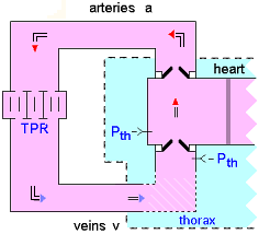 Heart-Vessels