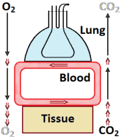 Lung+Body