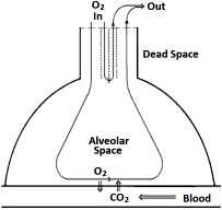 Lung