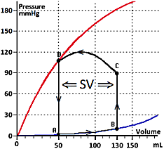 Heart P-V-cycle